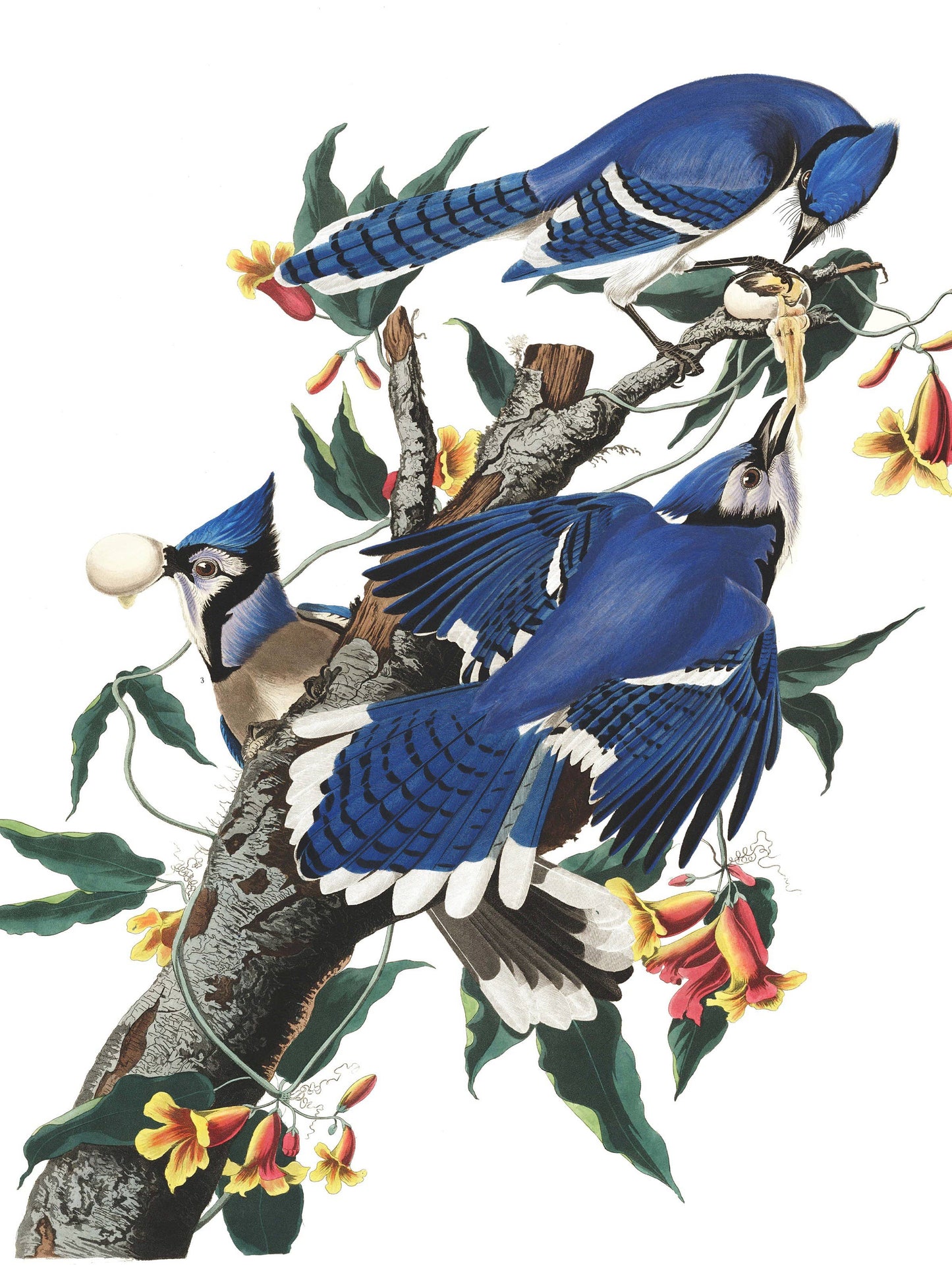 Blue Jays 500 Piece Puzzle