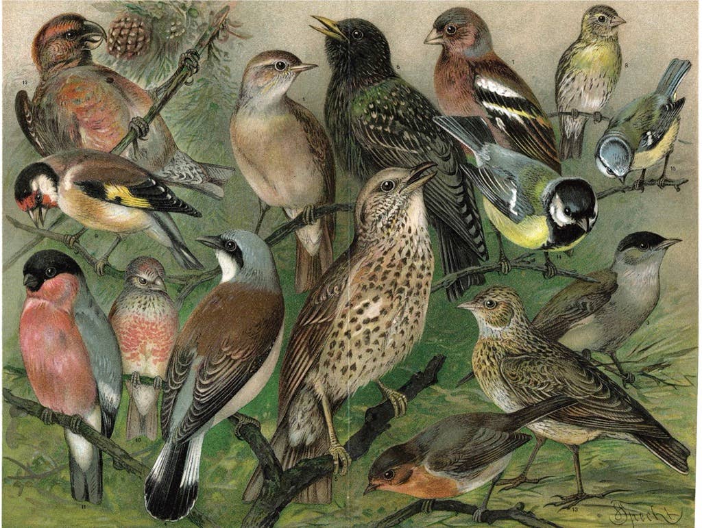 Songbirds 1000 Piece Puzzle