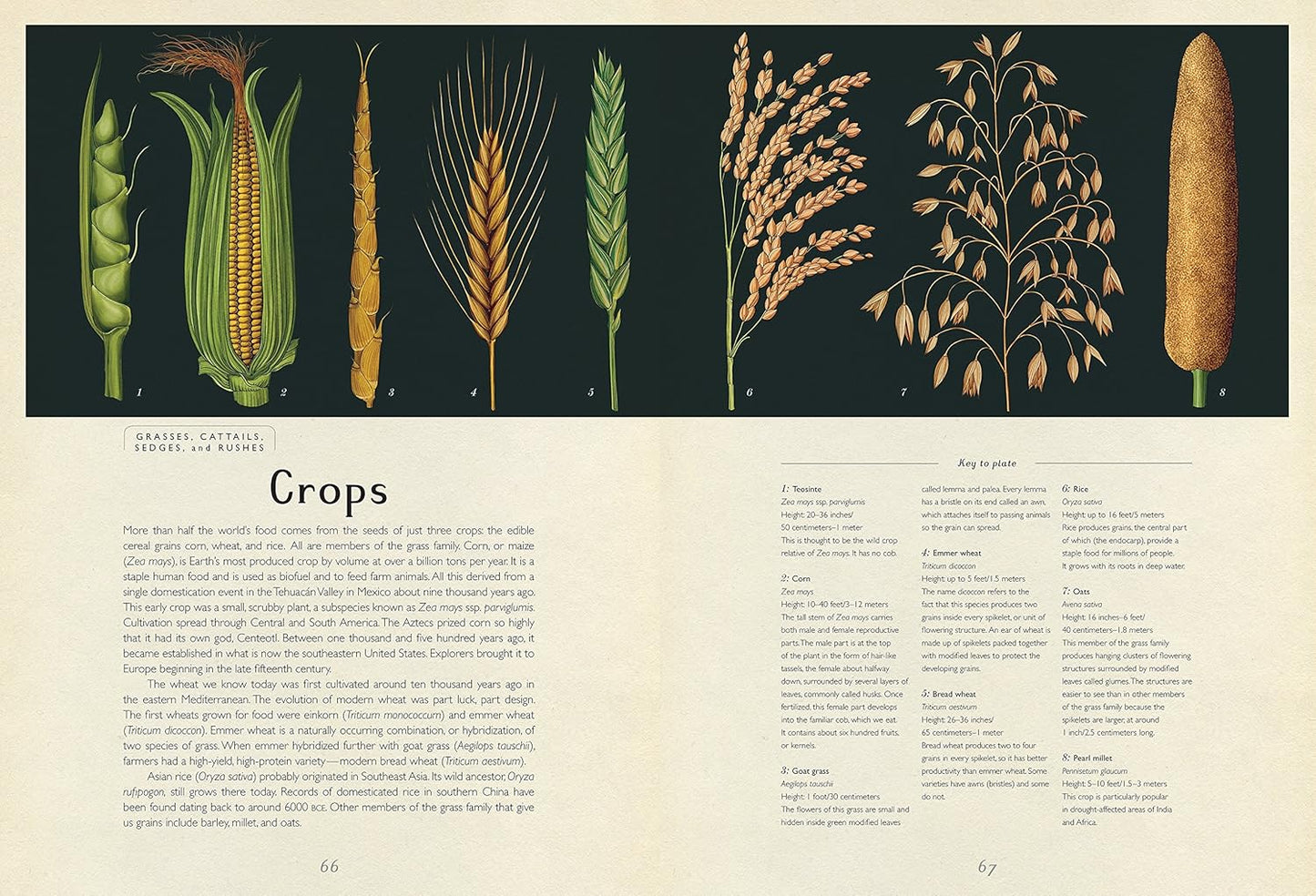 Botanicum: Welcome to the Museum Book