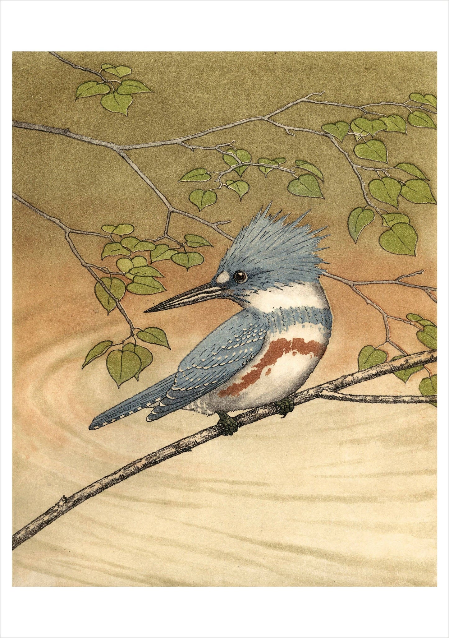Belted Kingfisher Birthday Card