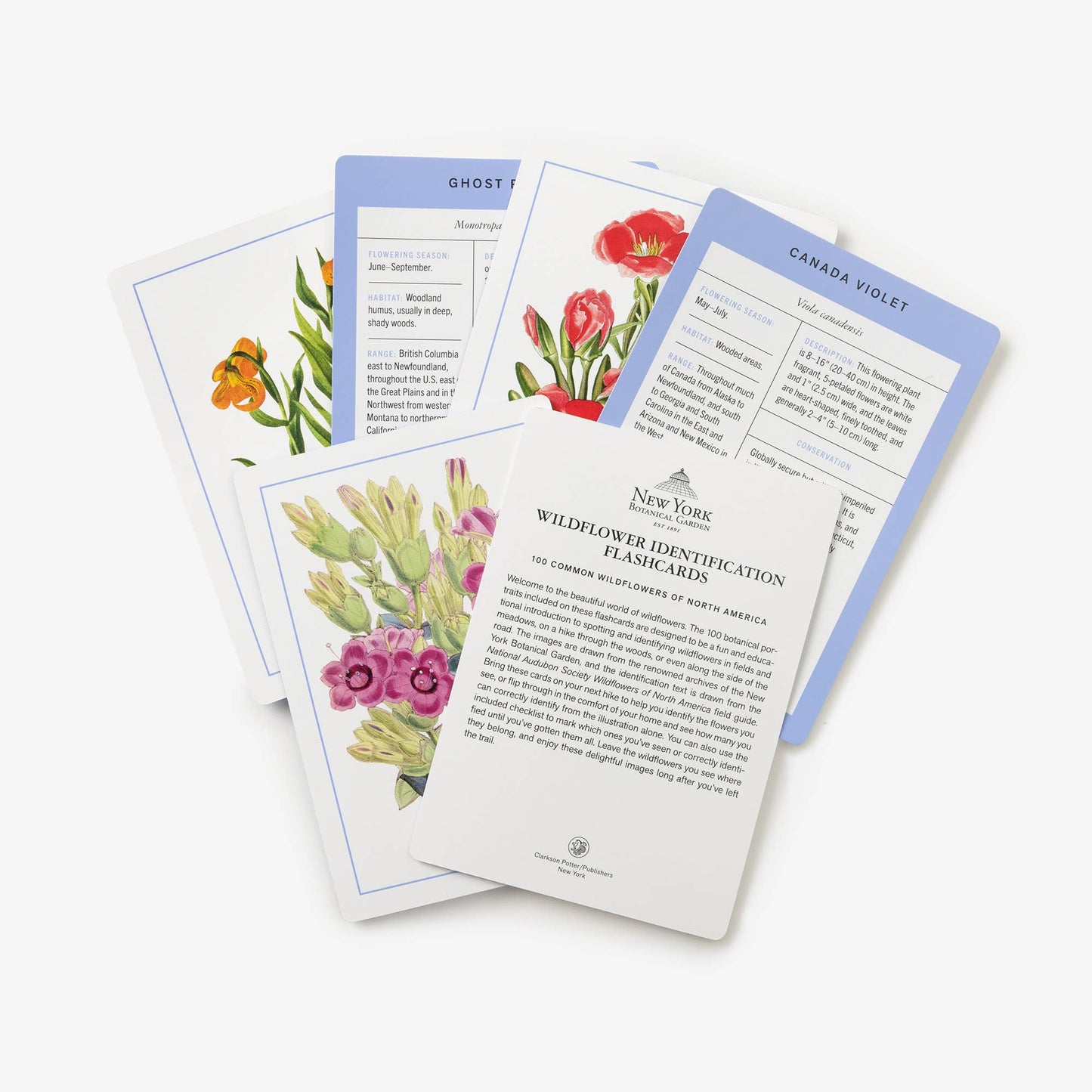 New York Botanical Wildflower Flashcards
