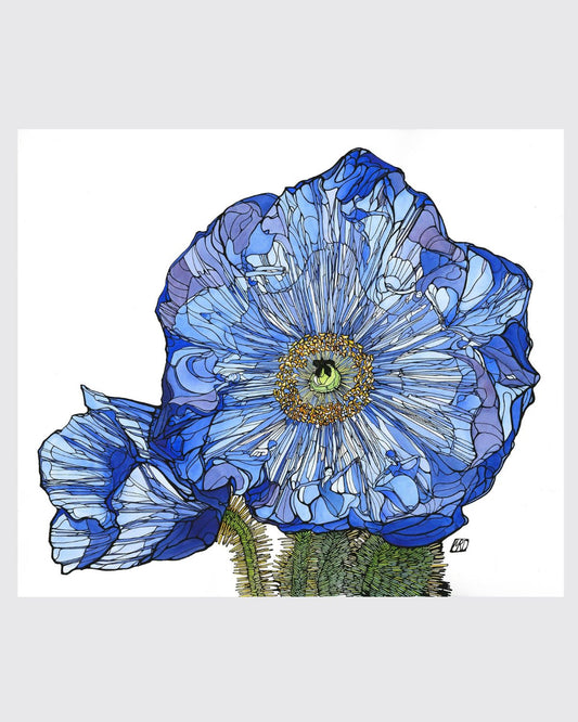 Himalayan blue poppy card : 5" x 7"