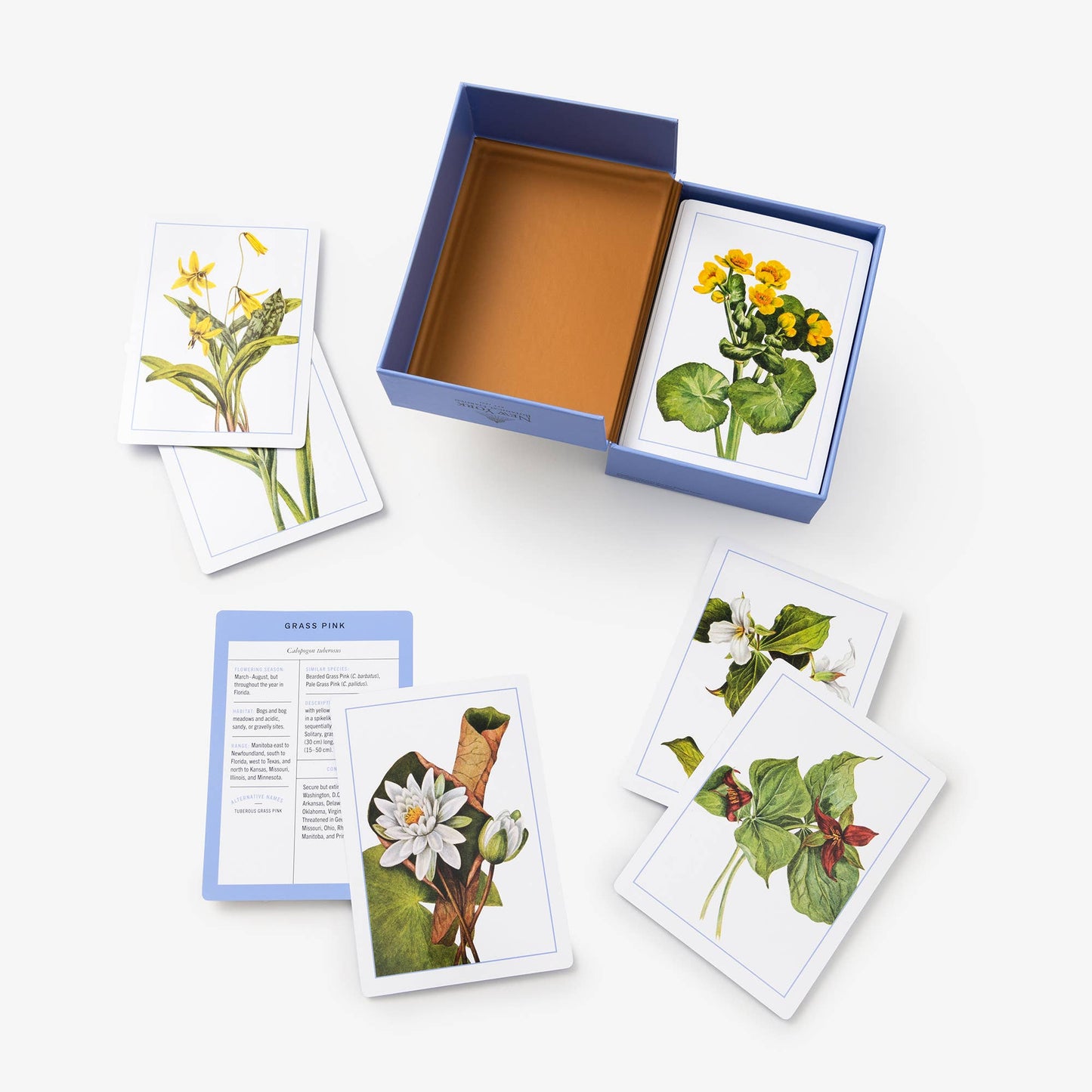 New York Botanical Wildflower Flashcards