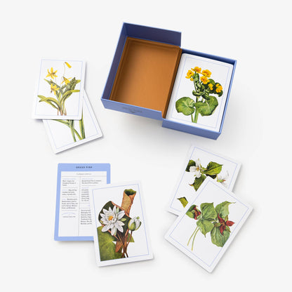 New York Botanical Wildflower Flashcards