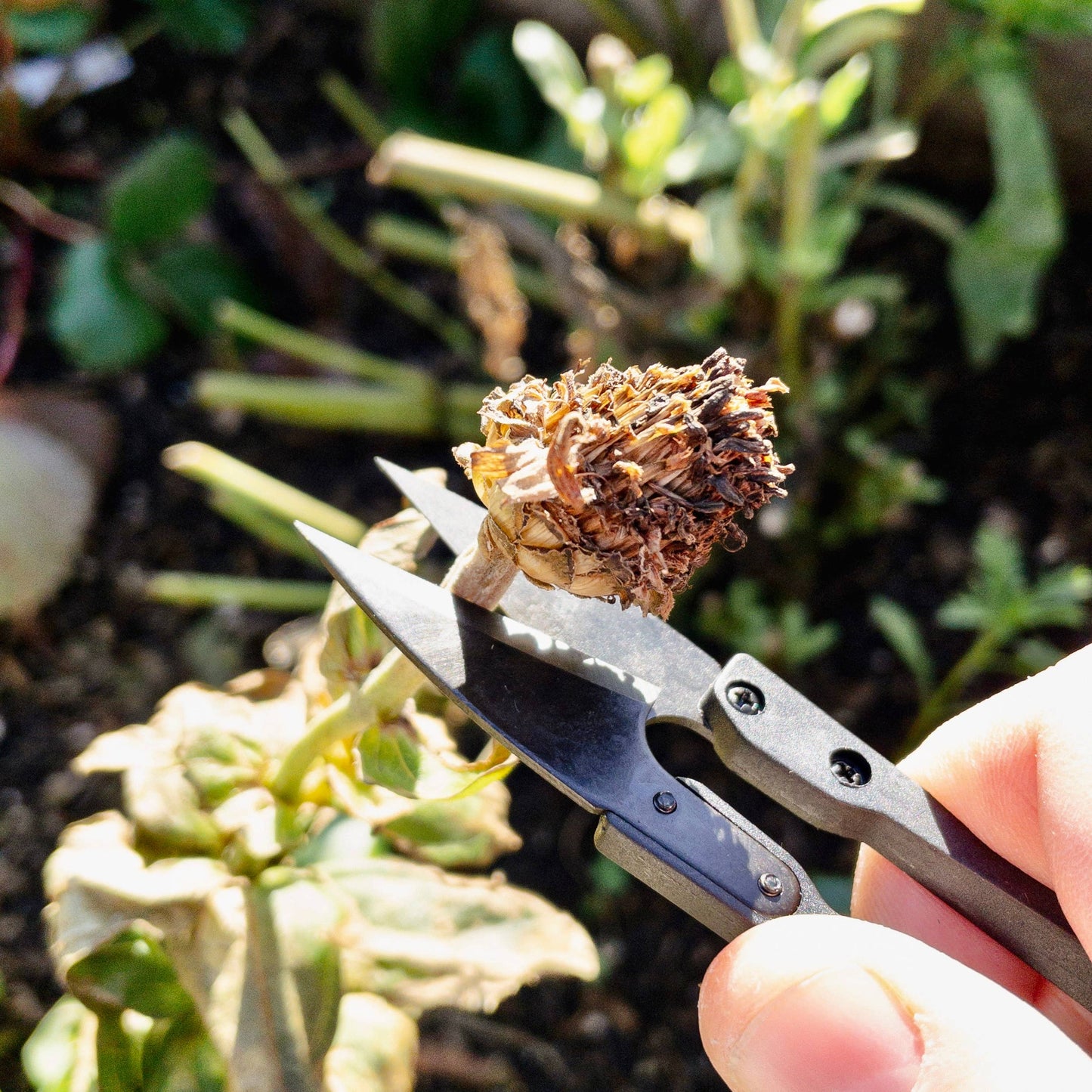 Herb Snips Gardening Tool