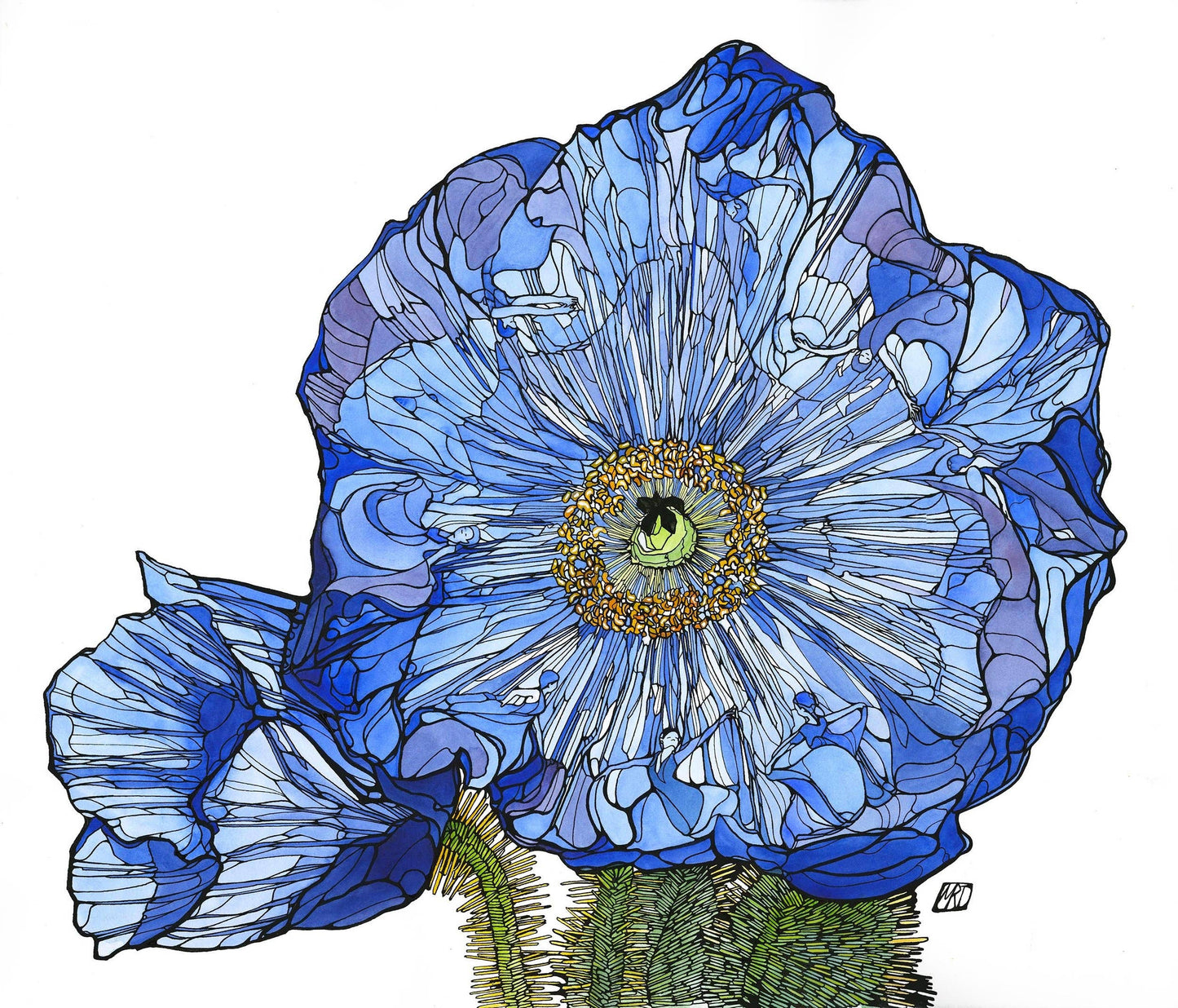 Himalayan blue poppy card : 5" x 7"