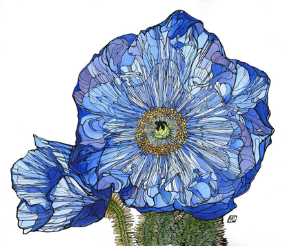 Himalayan blue poppy card : 5" x 7"