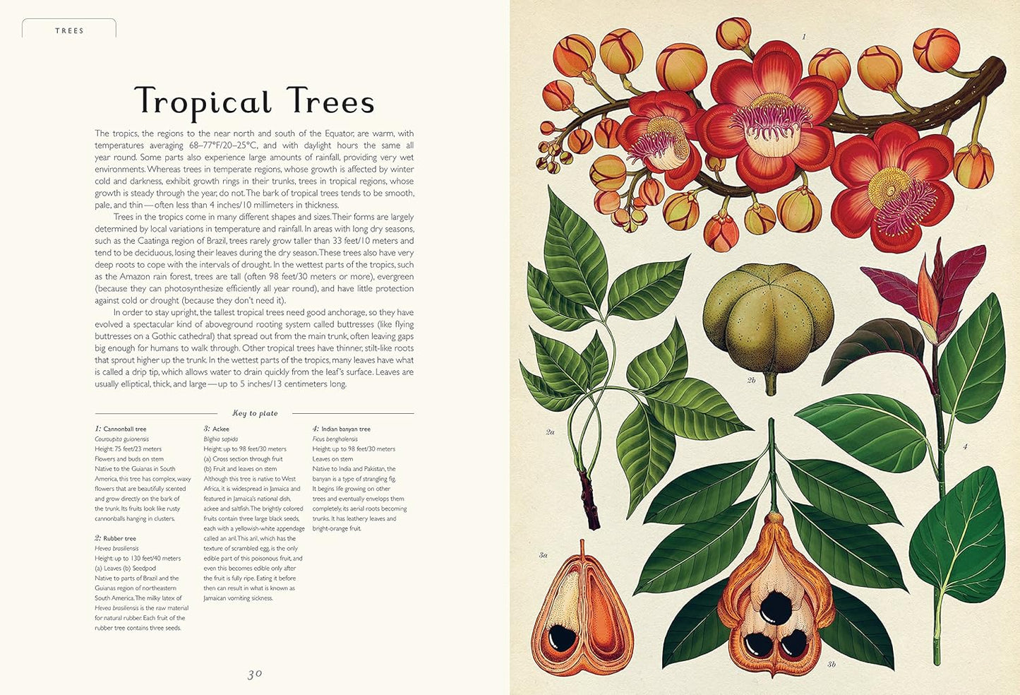 Botanicum: Welcome to the Museum Book
