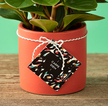 Thoughtfuls Pop Open Cards - Carpe Diem