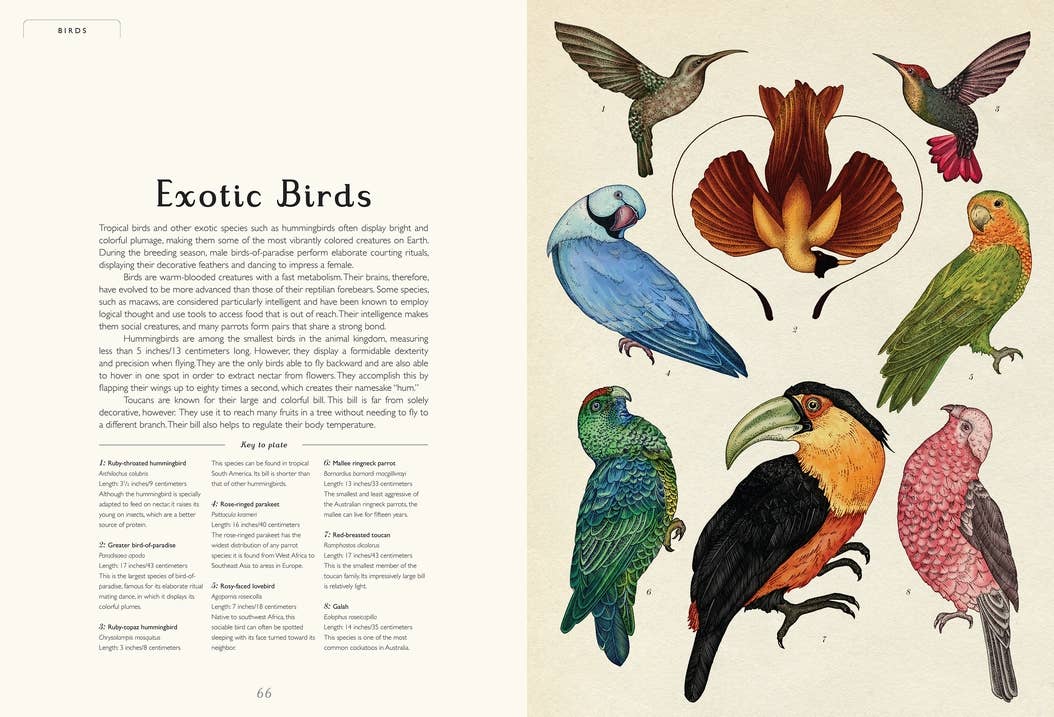 Animalium: Welcome to the Museum Book