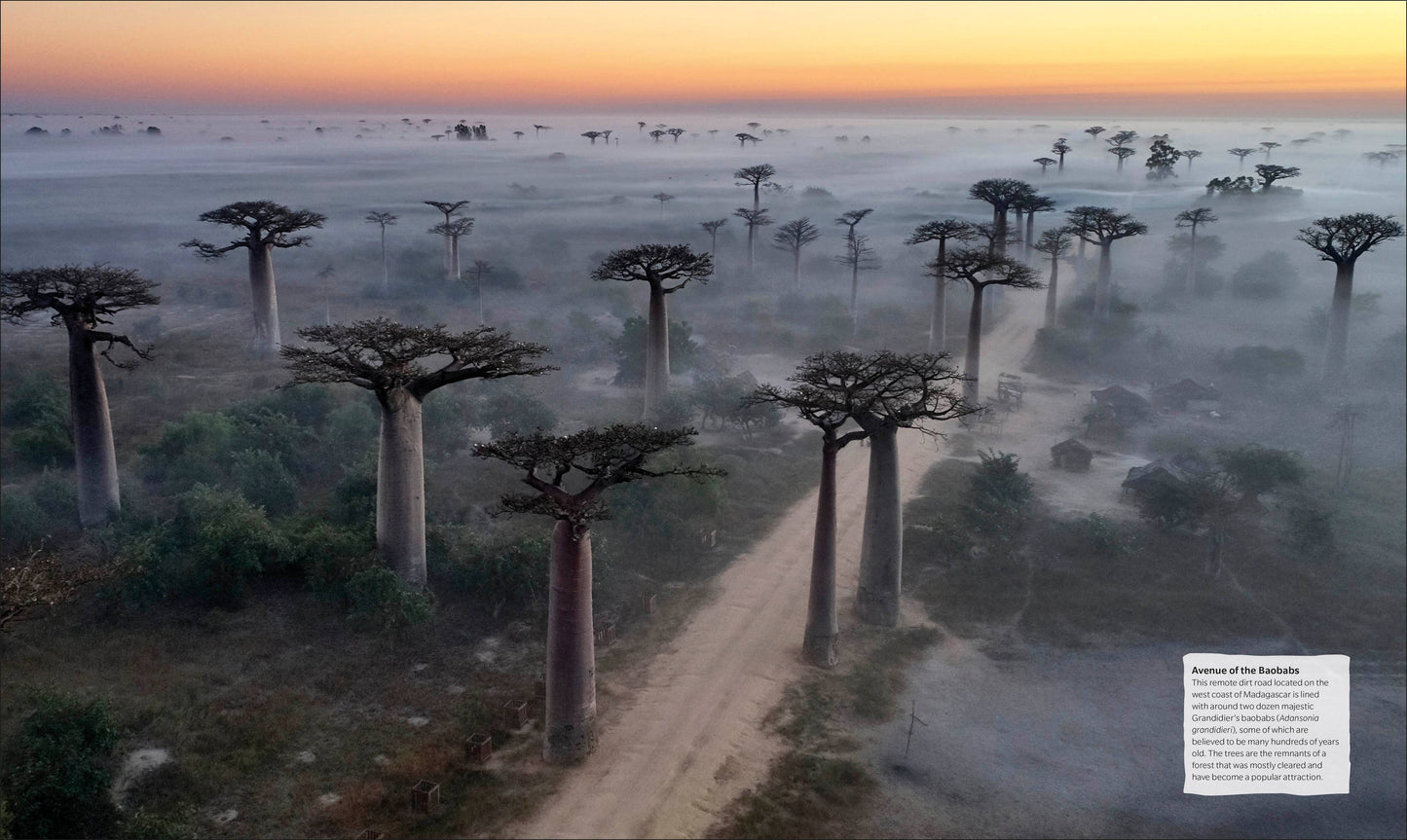 The Tree Book: The Stories, Science, and History of Trees