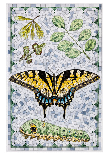 David Cohen: Butterflies Boxed Cards