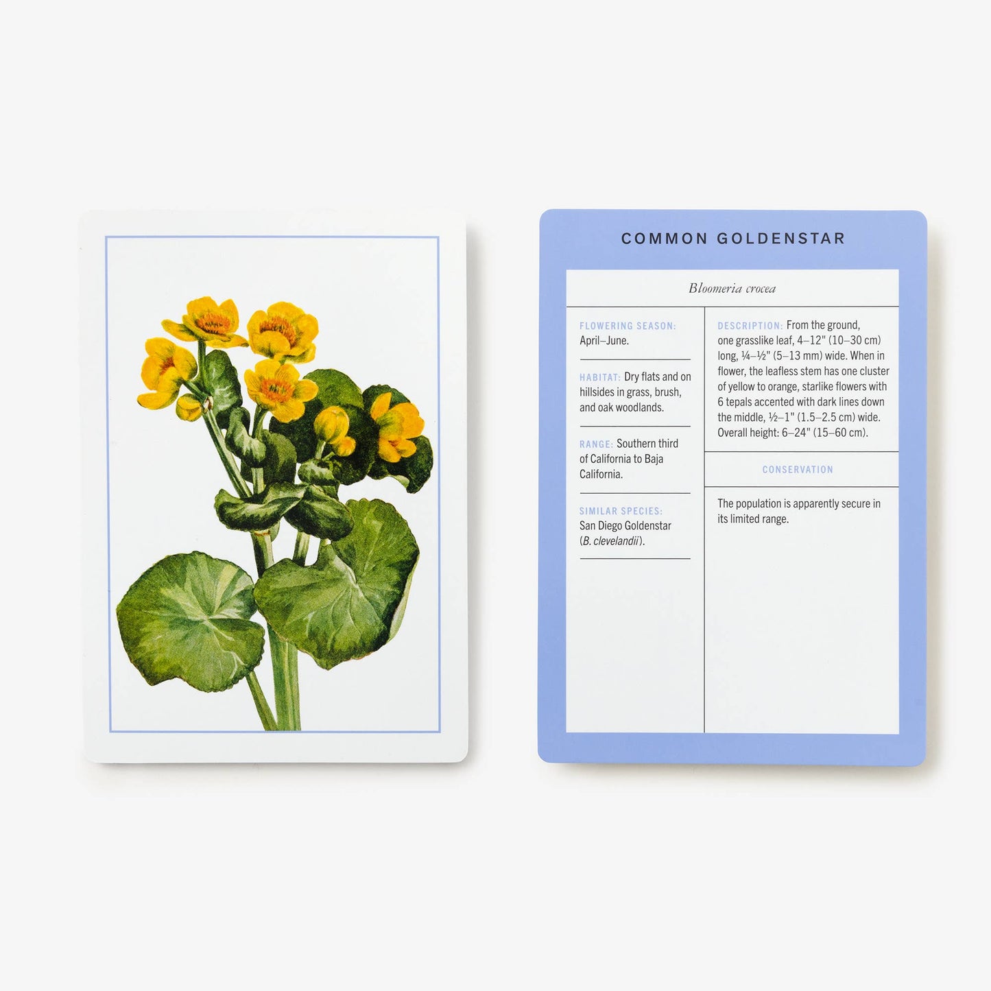 New York Botanical Wildflower Flashcards