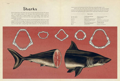 Animalium: Welcome to the Museum Book